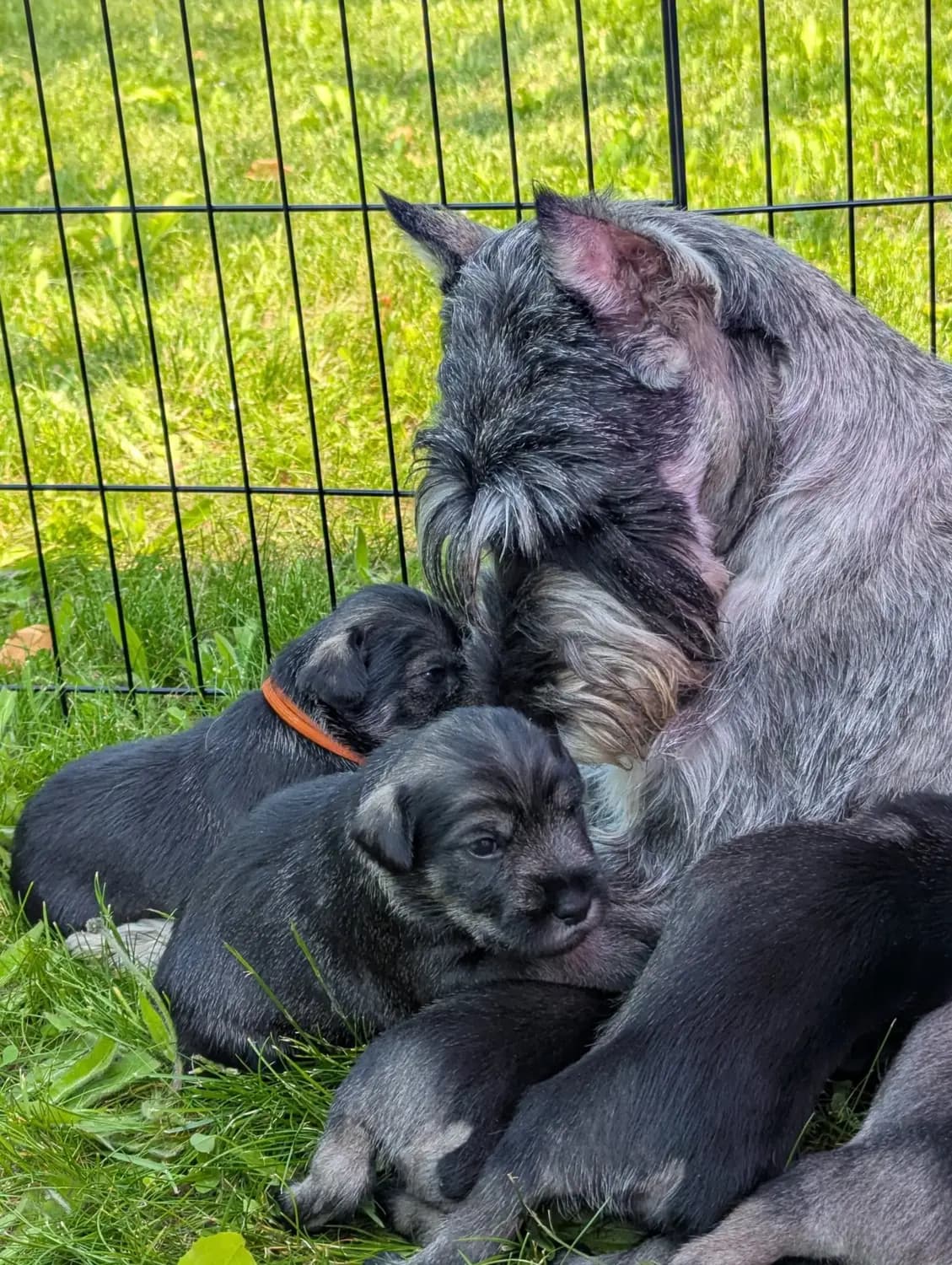 An adult Standard Schnauzer nuzzling a group of young puppies