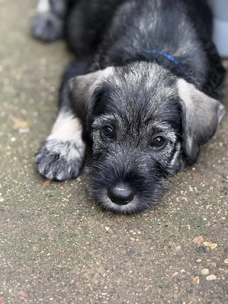 A young Salt and Pepper Standard Schnauzer puppy resting outdoors