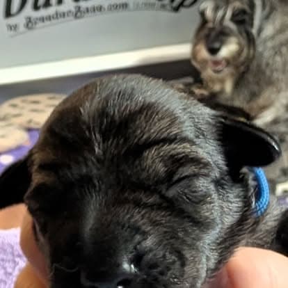 A young Standard Schnauzer puppy wearing a blue collar