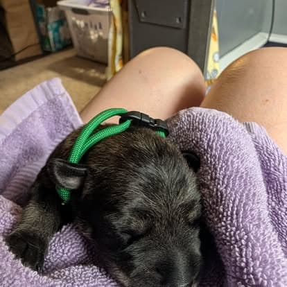 A young Standard Schnauzer puppy in a green collar sleeping