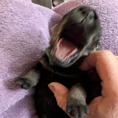 A young Standard Schnauzer puppy in a green collar yawning