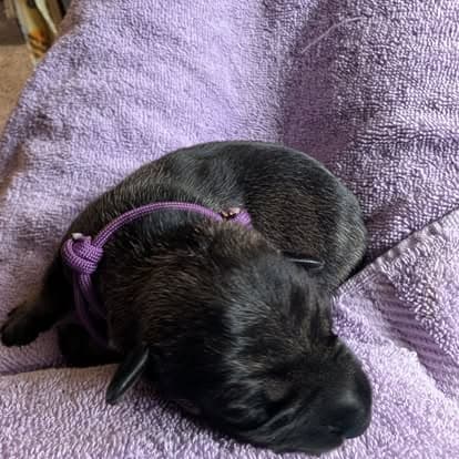 A young Standard Schnauzer puppy in a purple collar sleeping