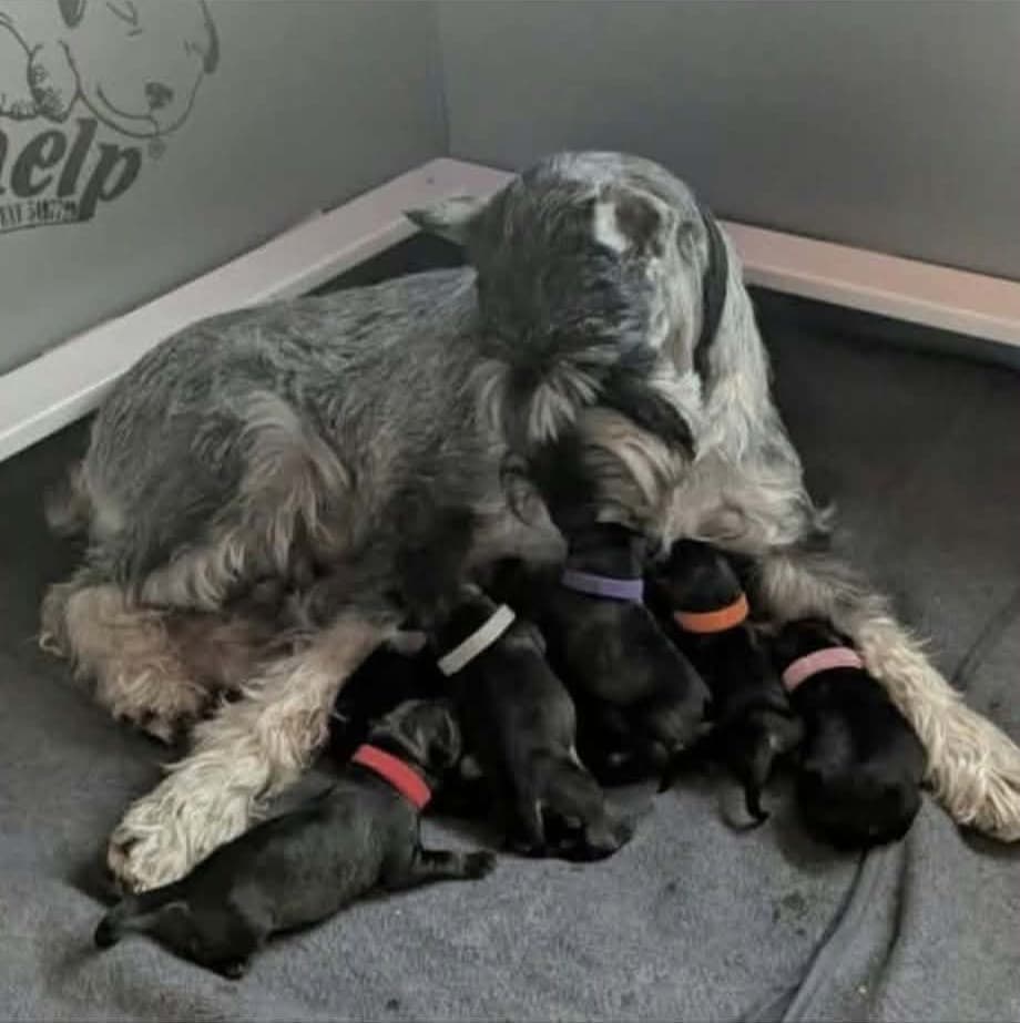 Puppies & Ms. Myrtle, photograph 2 of 10
