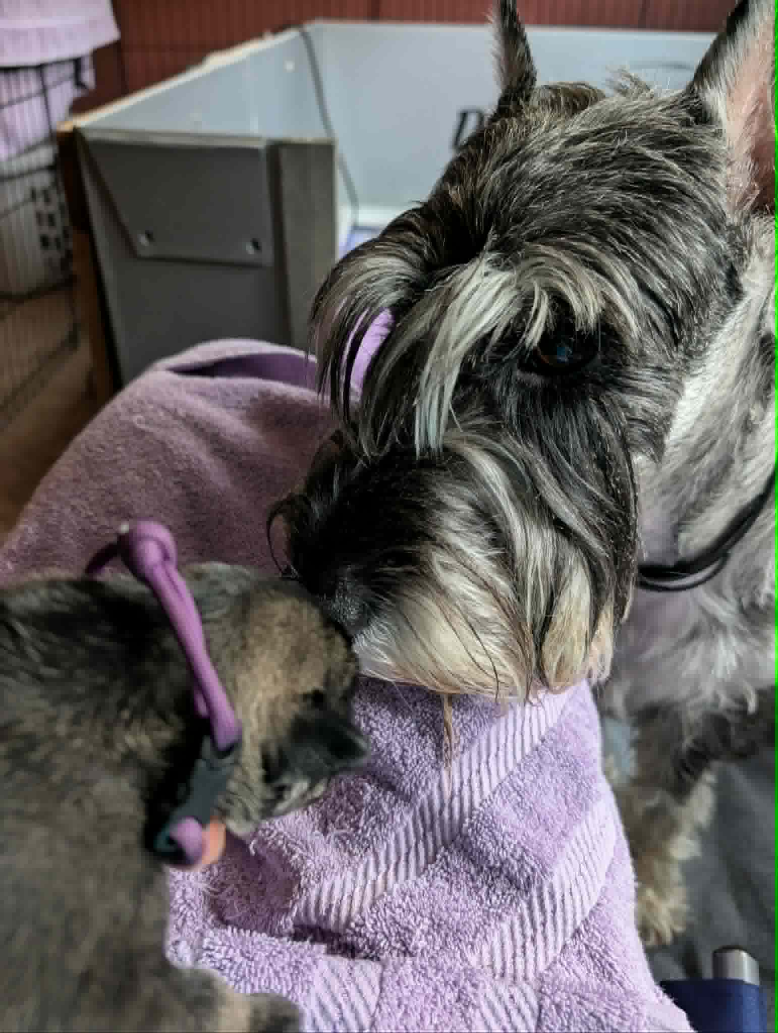 Puppies & Ms. Myrtle, photograph 4 of 10