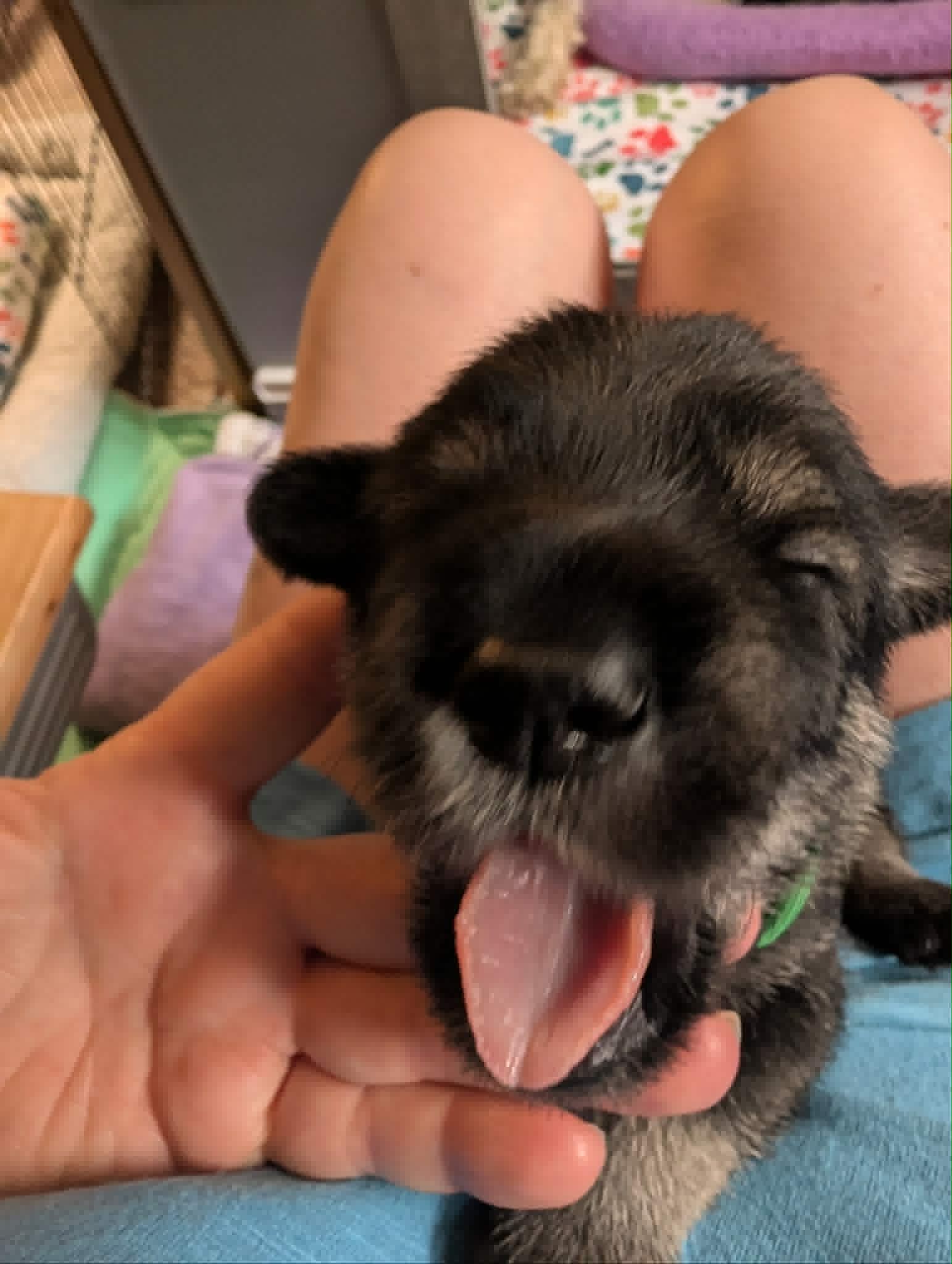 Puppies & Ms. Myrtle, photograph 5 of 10