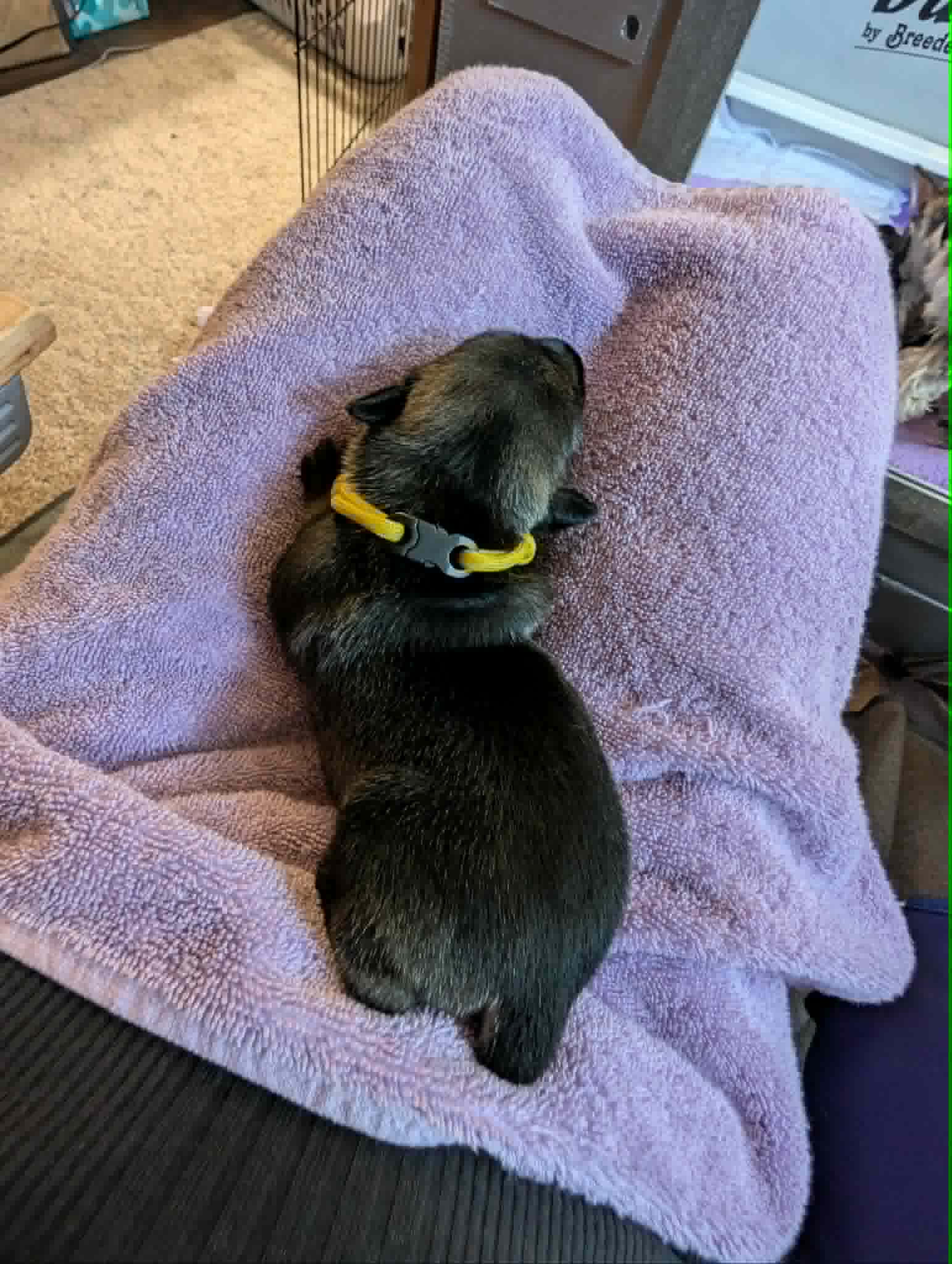 Puppies & Ms. Myrtle, photograph 6 of 10