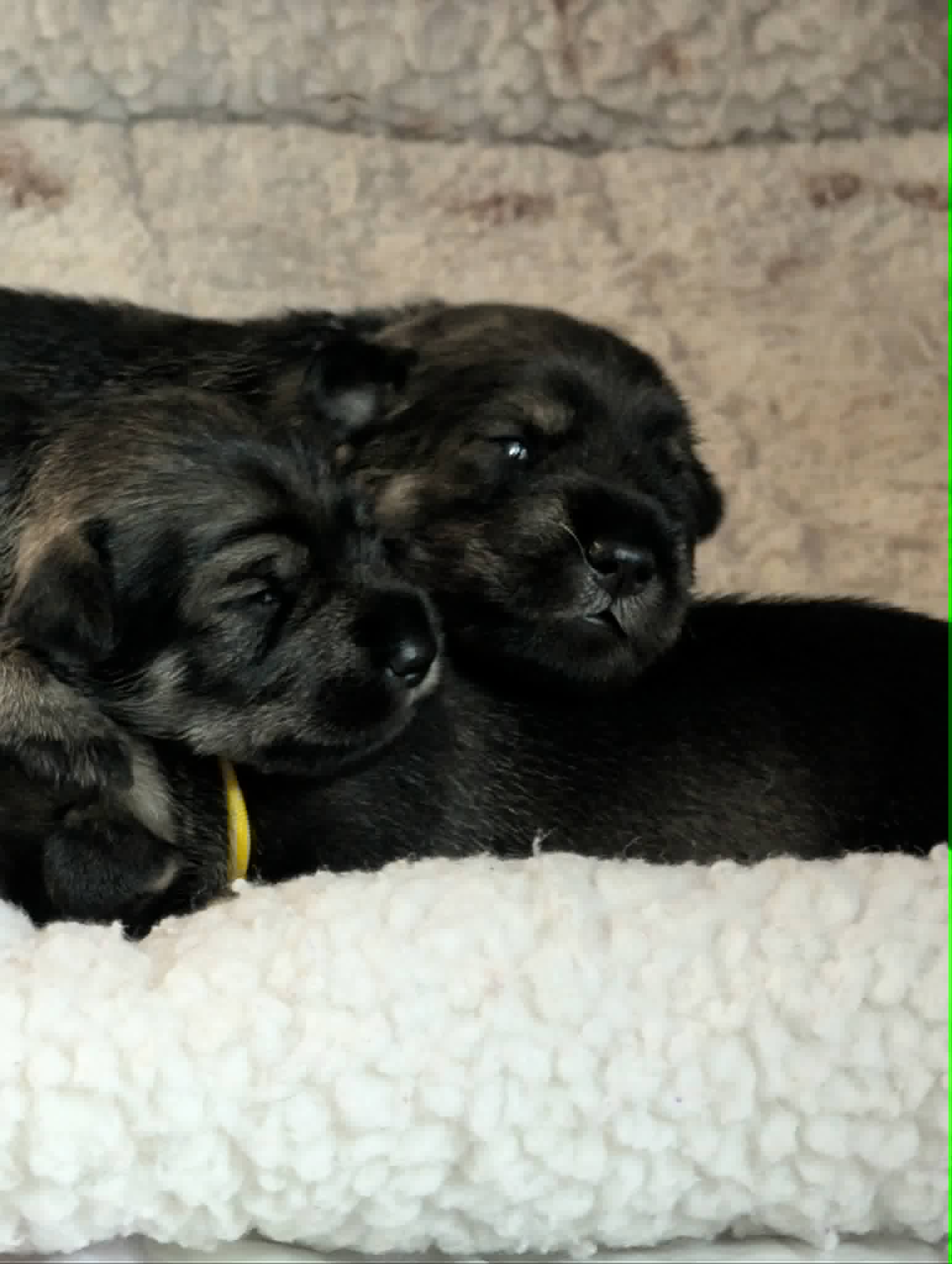 Puppies & Ms. Myrtle, photograph 8 of 10