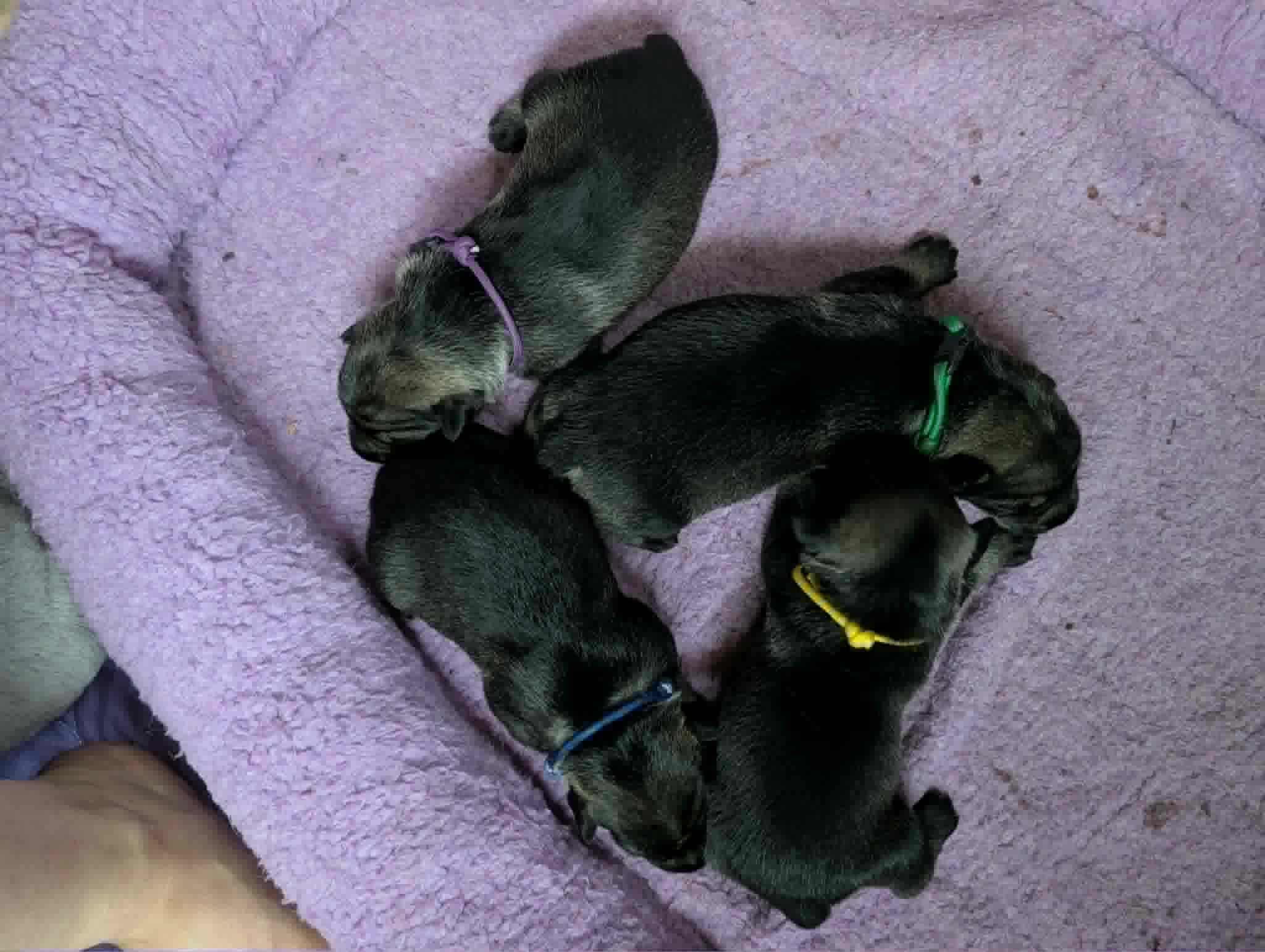 Puppies & Ms. Myrtle, photograph 9 of 10