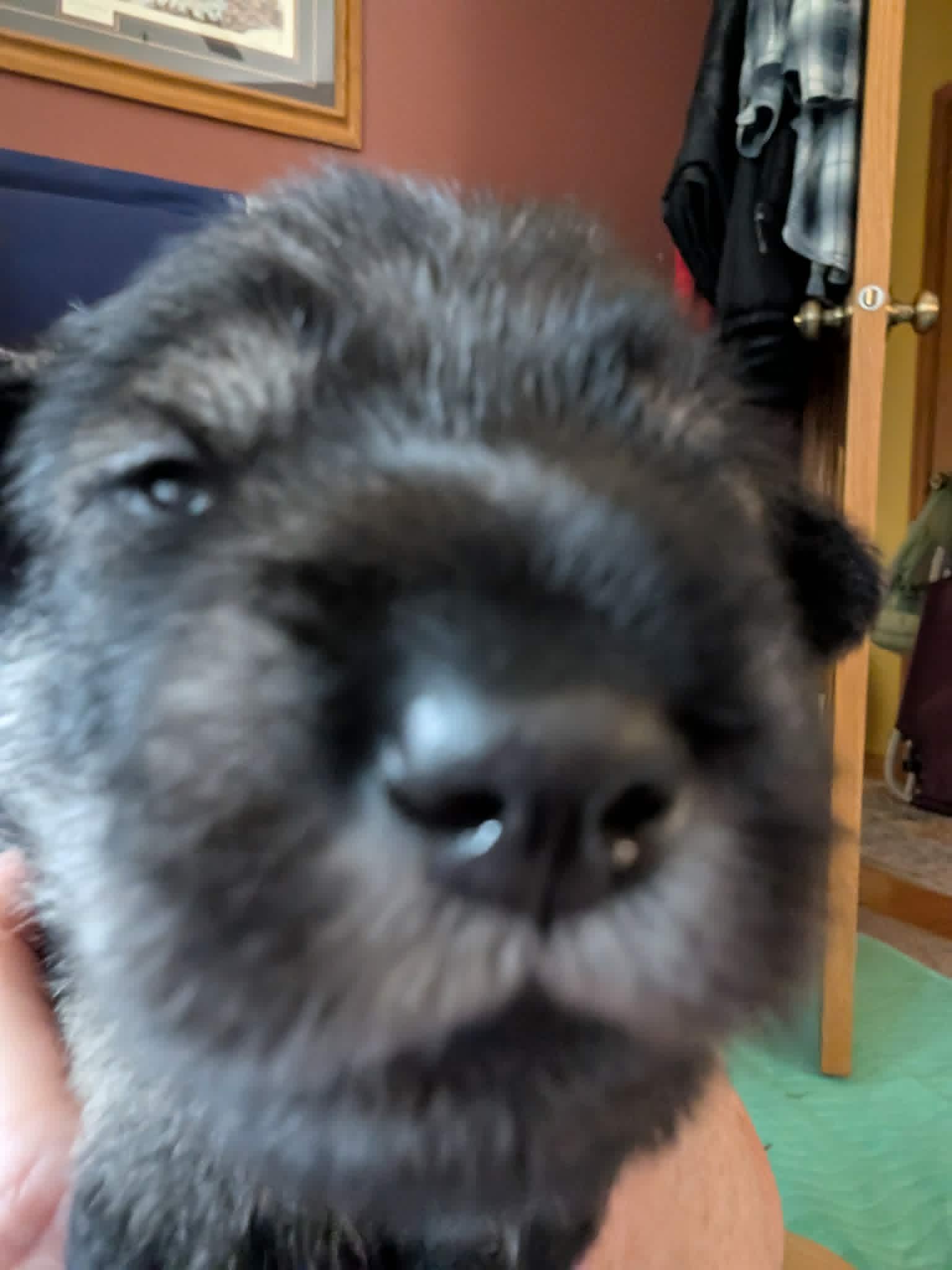 Puppies & Ms. Myrtle, photograph 10 of 10