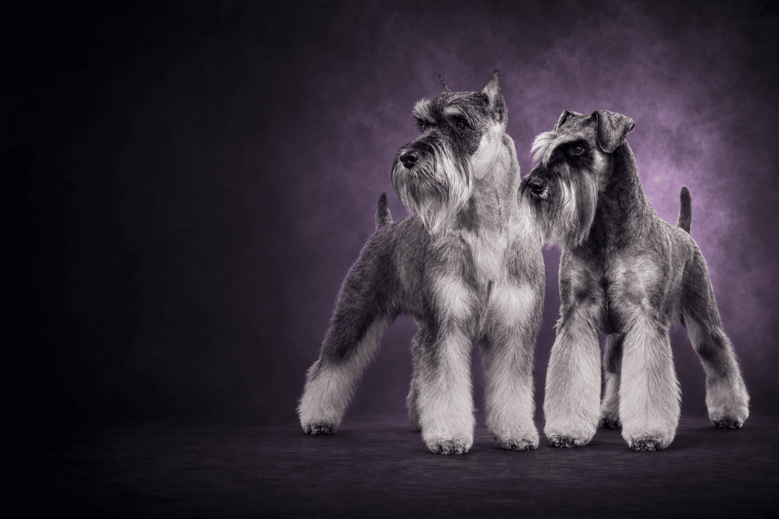Sir Ivan and Ms. Myrtle in a plum studio portrait