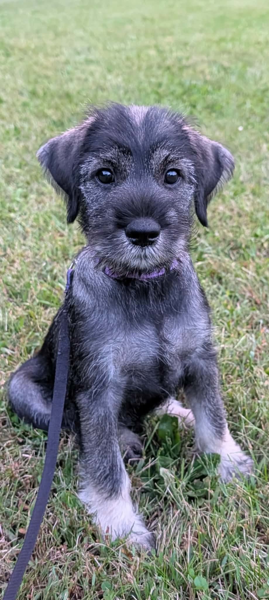 Brie, a purple-collar Standard Schnauzer puppy, sitting on the grass