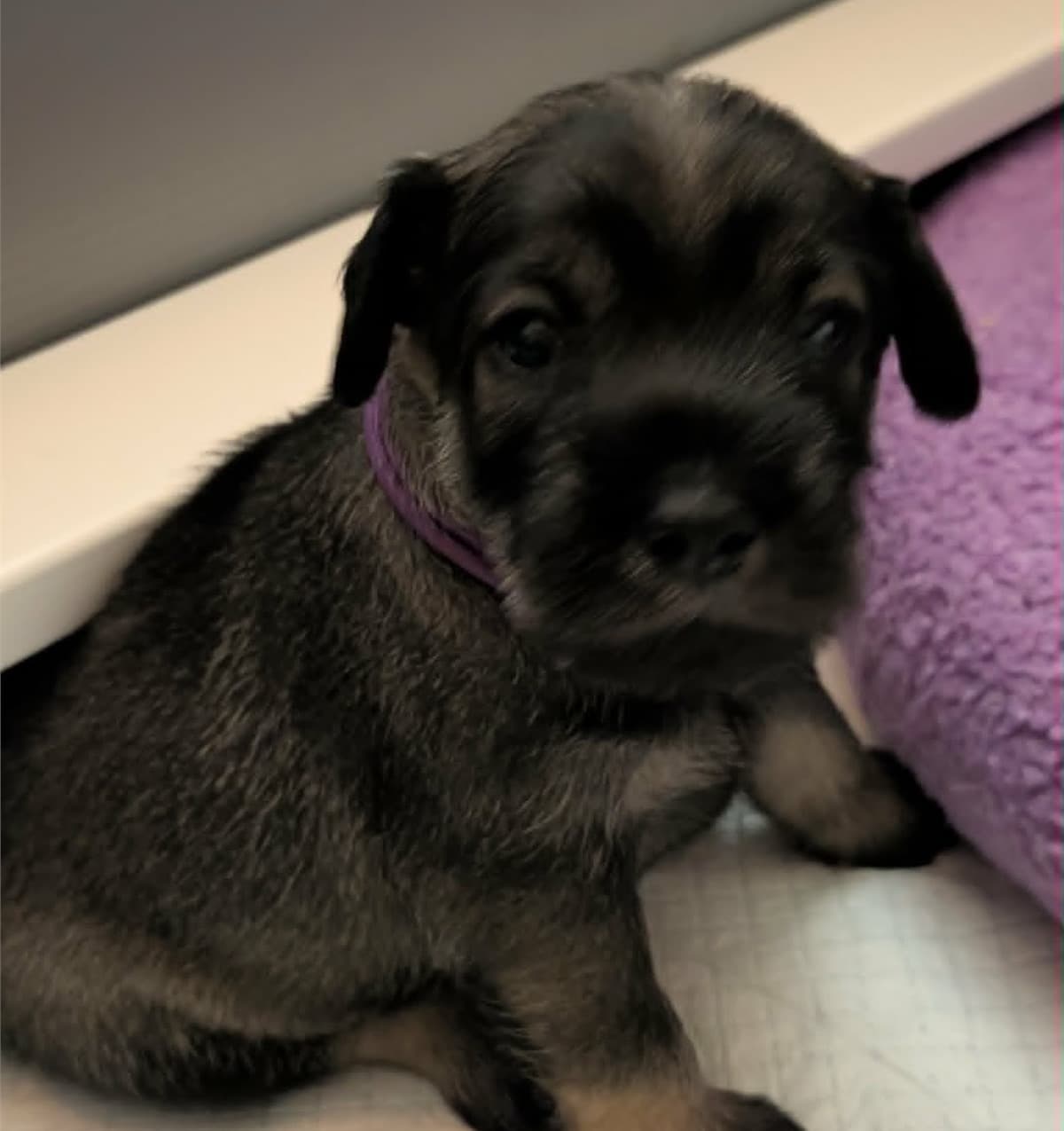 Brie, the purple-collar puppy from Ms. Myrtle's Four Cheeses litter