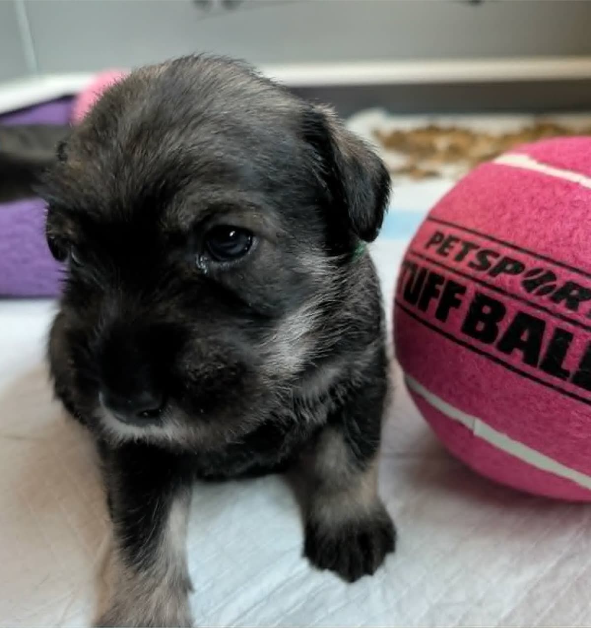 Colby, the green-collar puppy from Ms. Myrtle's Four Cheeses litter
