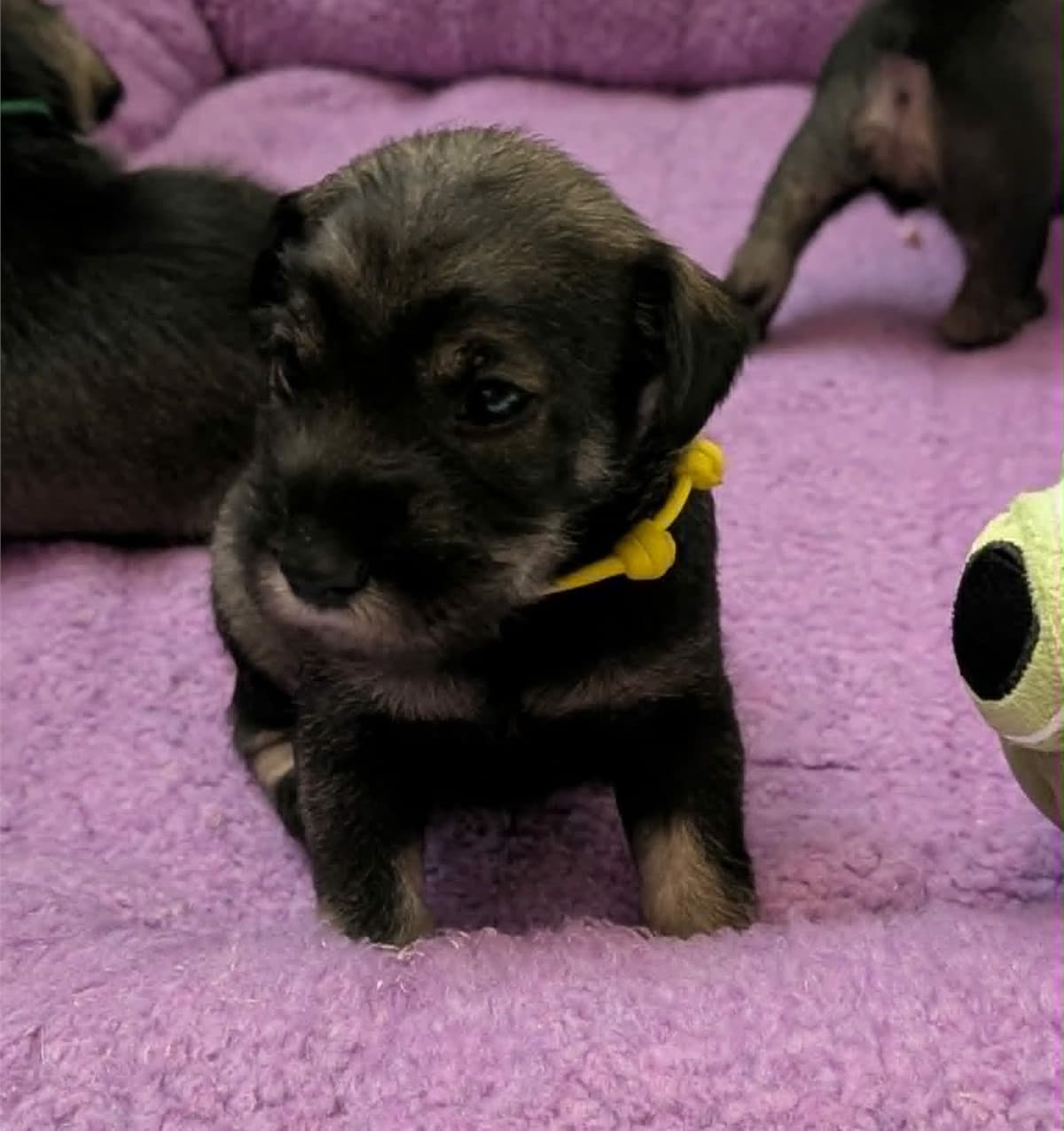 Fontina, the yellow-collar puppy from Ms. Myrtle's Four Cheeses litter