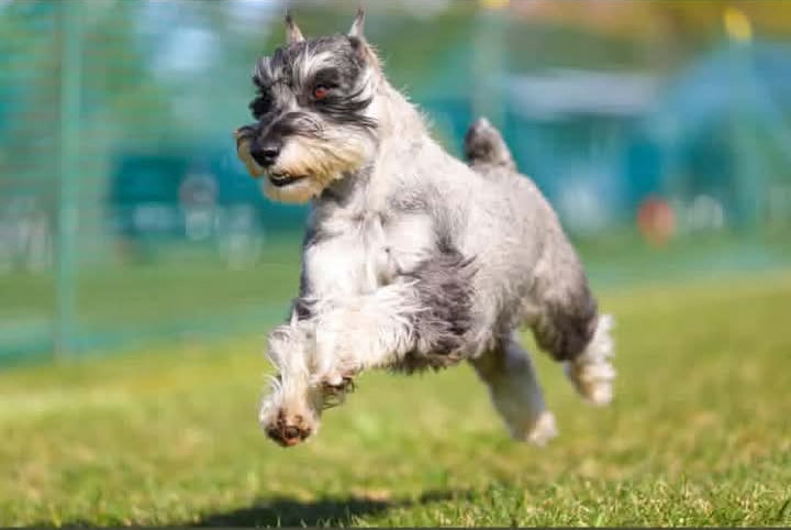 Ms. Myrtle, a Salt and Pepper Standard Schnauzer, running across a grass course