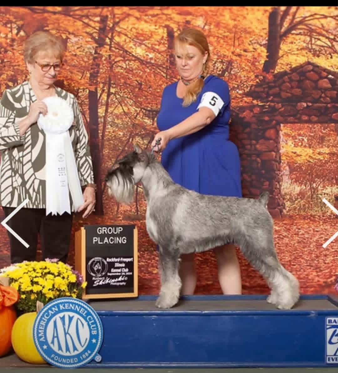 Sir Ivan, a titled Salt and Pepper Standard Schnauzer