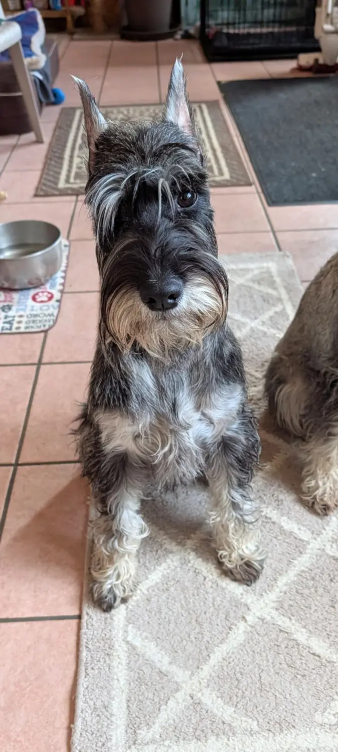 Violet Rae, a groomed Standard Schnauzer, sitting indoors