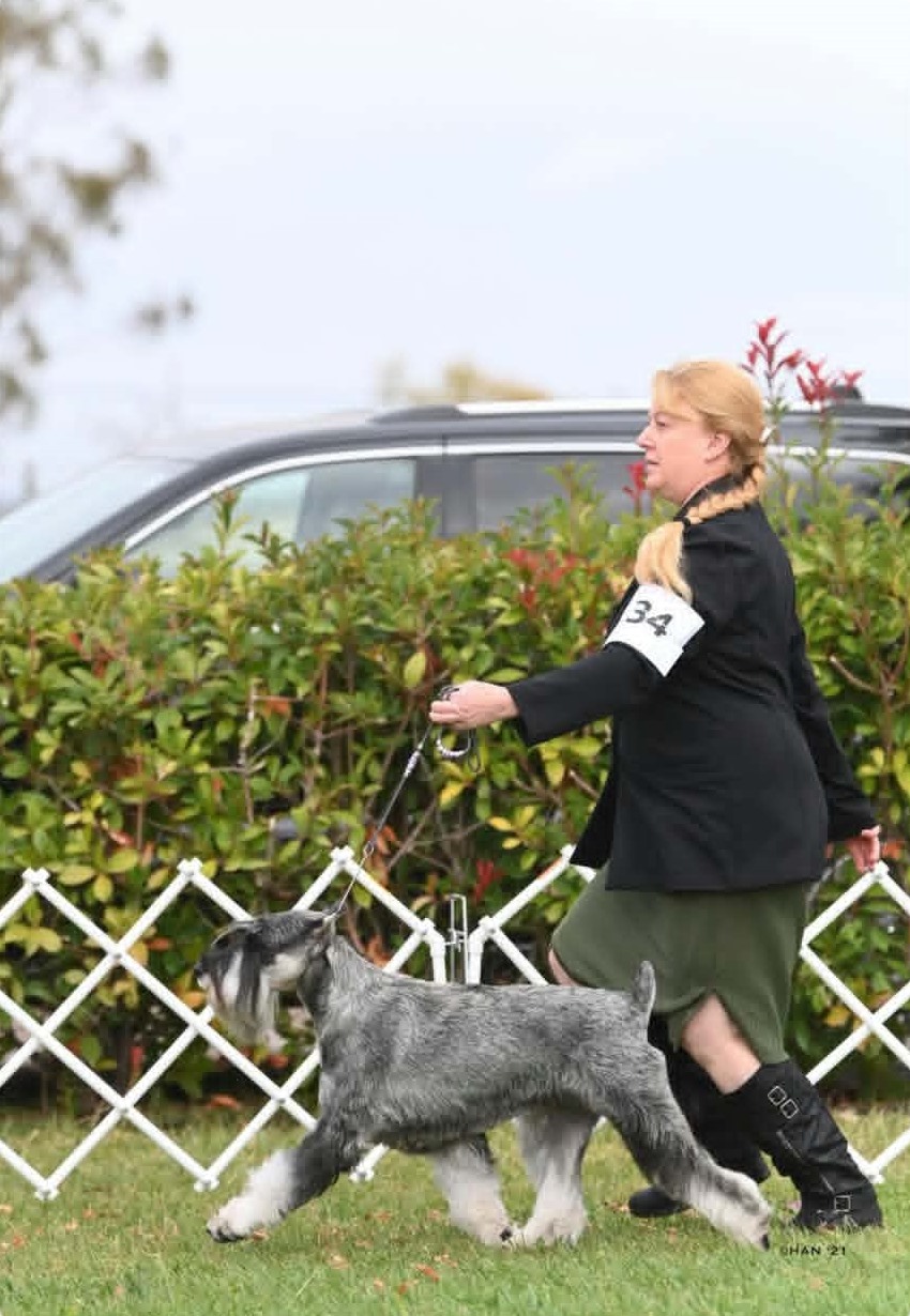 Amy showing Ms. Myrtle in the conformation ring