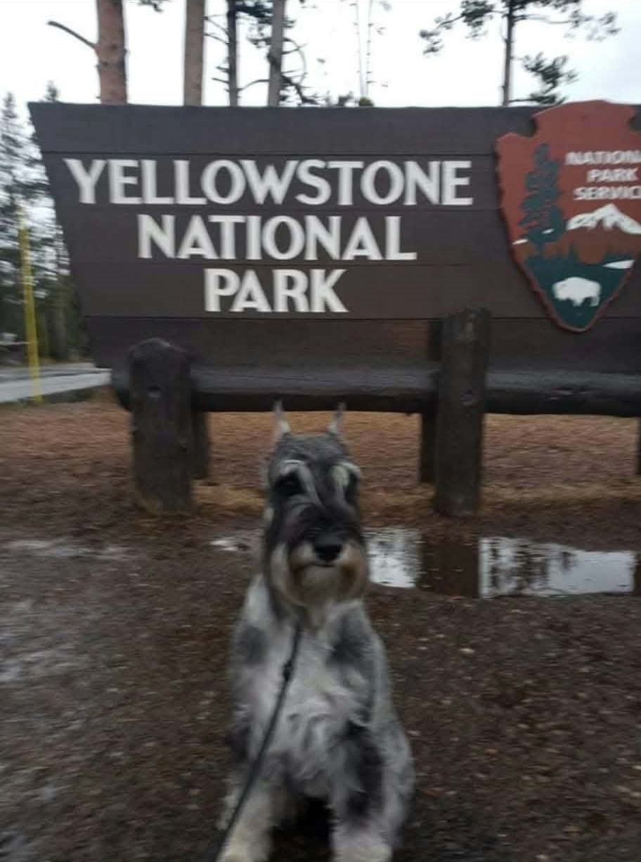 Ms. Myrtle in front of the Yellowstone National Park sign