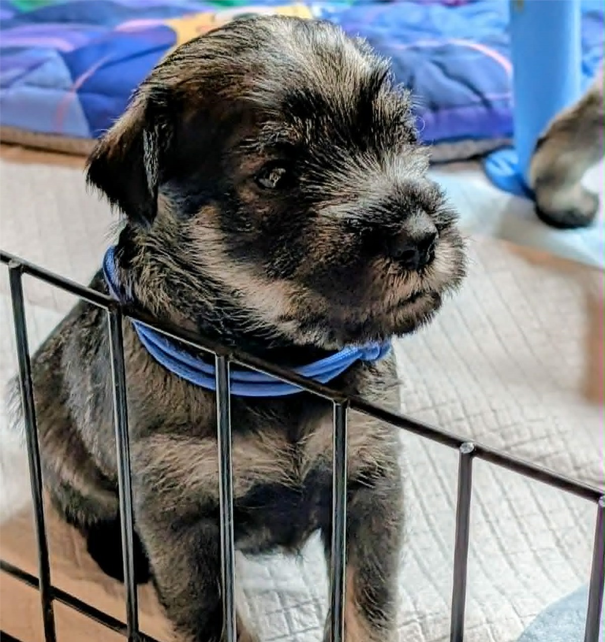 Bleu, a Standard Schnauzer puppy from the Four Cheeses litter